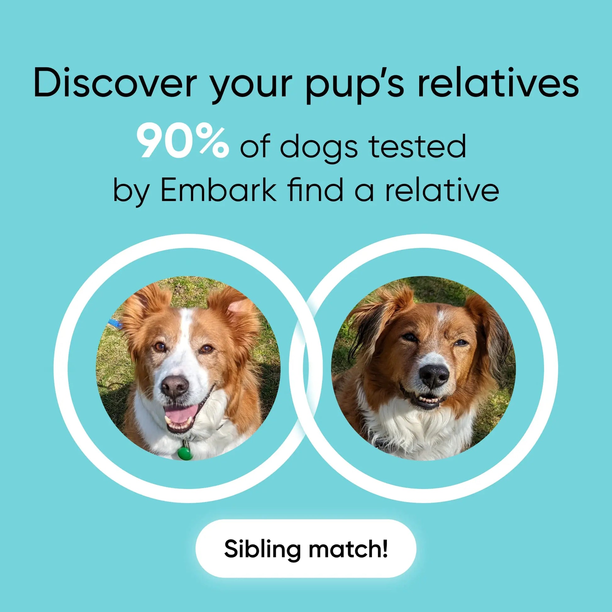 Embark Breed & Health Kit - Dog DNA Test - Discover Breed, Ancestry, Relative Finder, Genetic Health, Traits, COI - Planet First Market